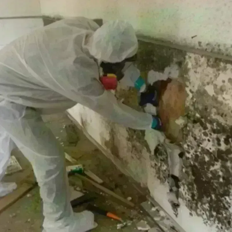 Mold Remediation and Removal in Reinbeck, IA